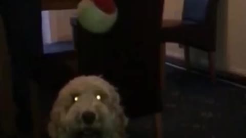 White dog catching red ball in slo mo