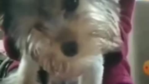 Big dog loves voices
