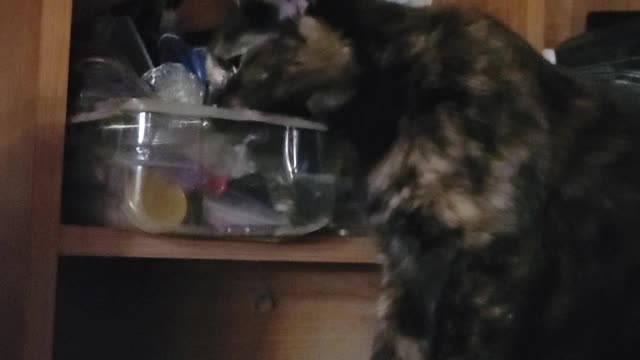 Boots being a pest