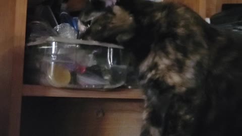 Boots being a pest