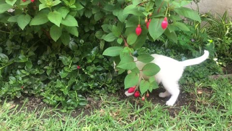 Beautiful cats playing