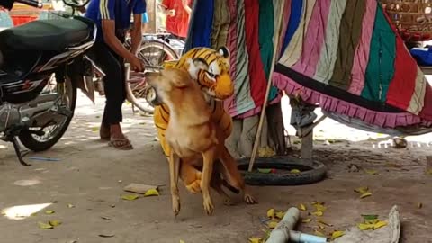 Fake tiger prunk dog