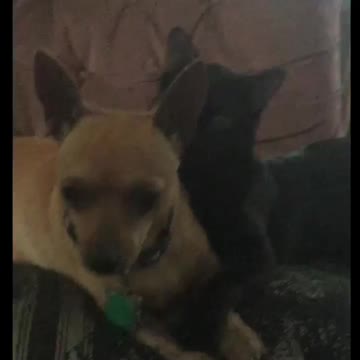 Dog and kitten at play