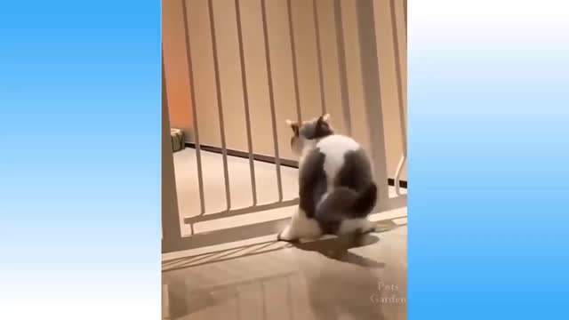 Top Funny Cat Dog Videos of The Weekly