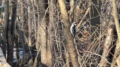 Downy woodpecker