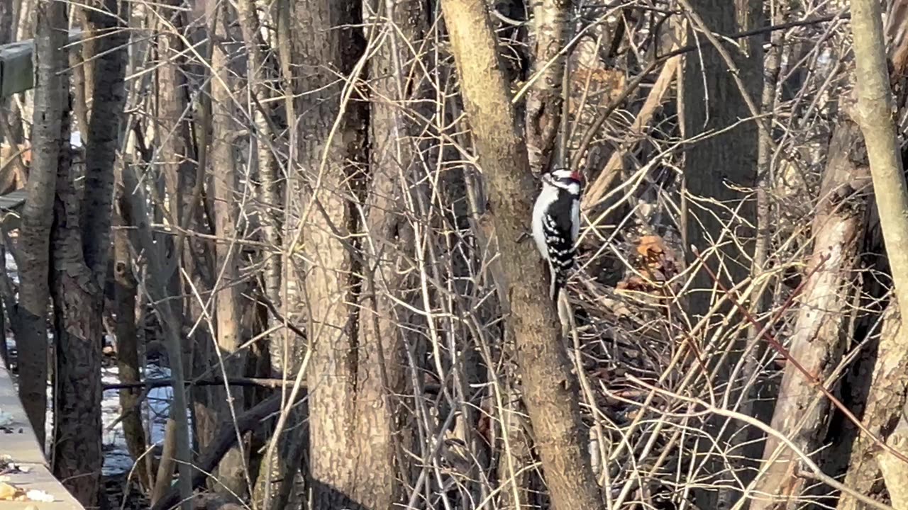 Downy woodpecker