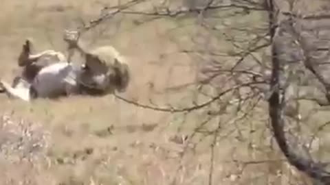 Lion death