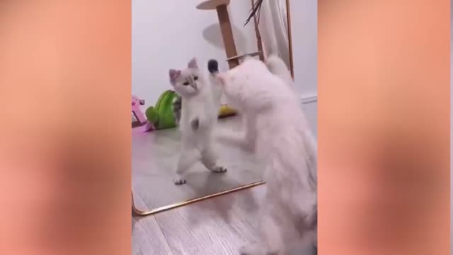 CAT FUNNY MOMENT 2