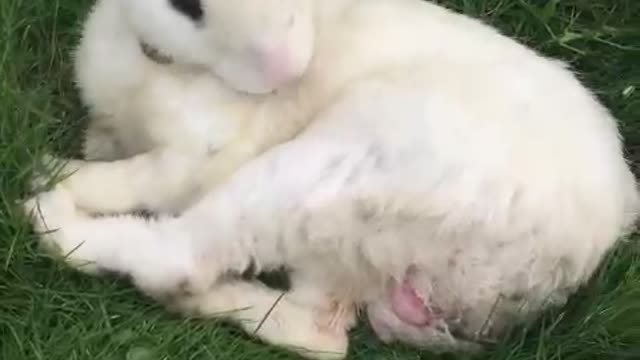 Cute white rabbit chiling on the ground