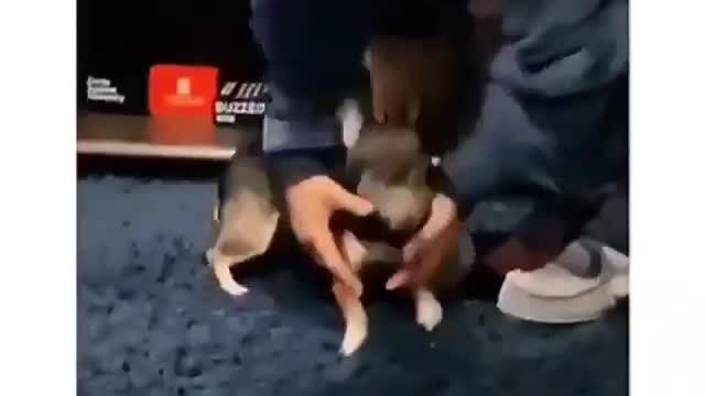 This little pig thinks it's a ferocious dog