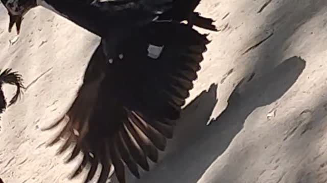 duck🦆 vs Chicken 🐔 fighting scene