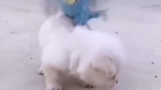 When my puppy met a new friend