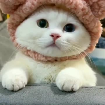 Look at the innocence of this little cat #Rumble #cutecatvideos