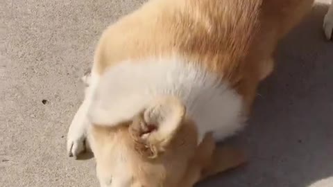 Can't stop laughing animals cats and dogs🐈😺 Cute #88💋🥺