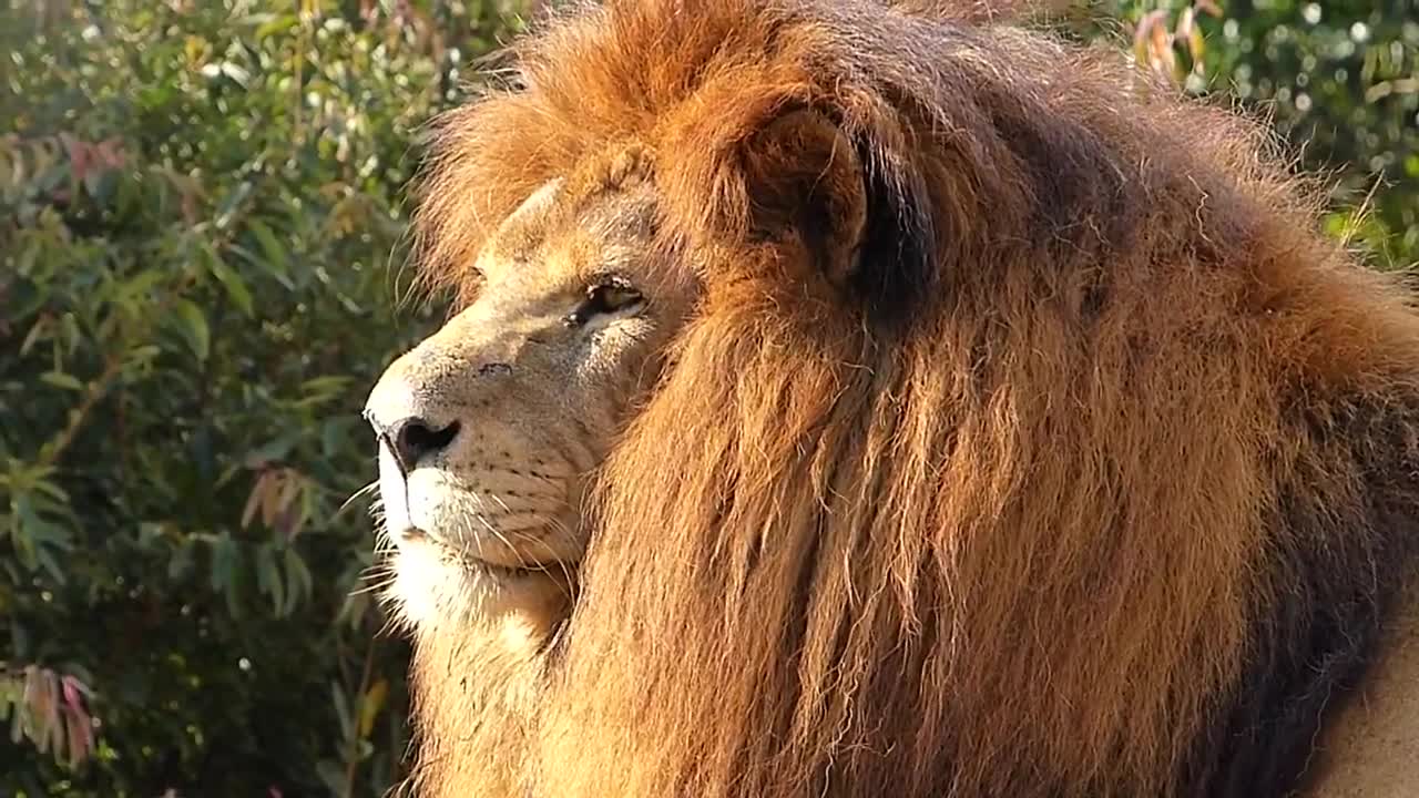 African fauna KING LION LOOK WILD African wild animal African savanna Africa