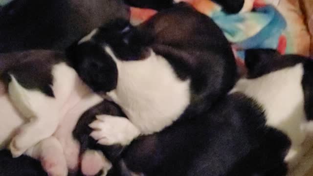 Sleeping babies