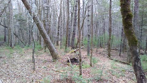 BUCK AT CADES COVE