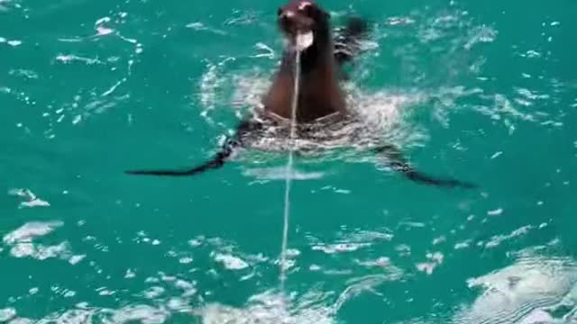 https://rumble.com/v1vch56-sea-lions-playing.html