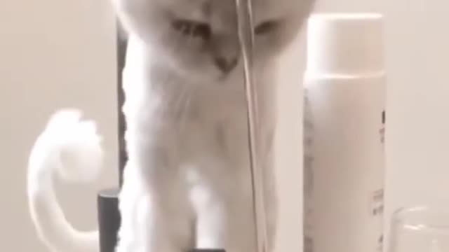 Cute cat play's with water