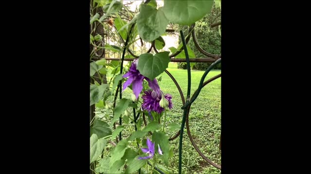 Travelers Joy Clematis July 2021