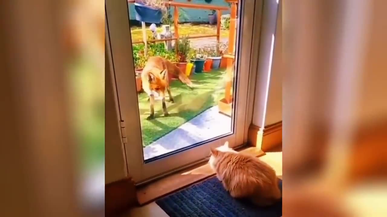 Funny Animals 2024 😂 | Cute Cat And Dog funny videos 😸