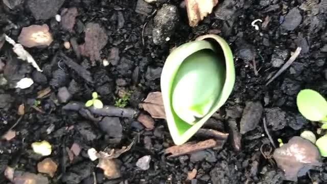 Beautiful flowers growing in my garden