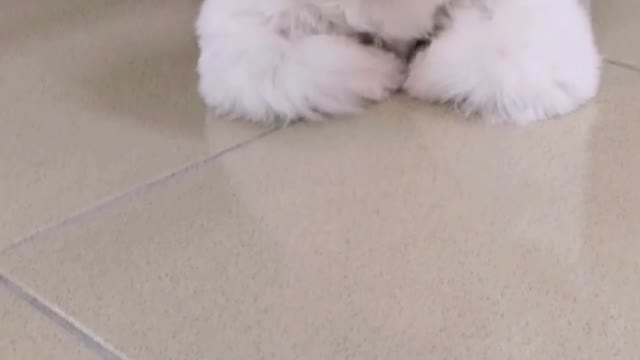 Shih tzu puppy feeling tired