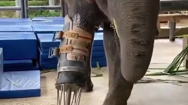 How an elephant is very happy to have one leg again