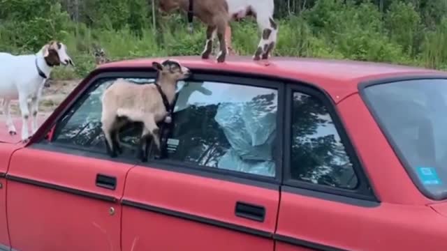 Goat kids having fun on top of car