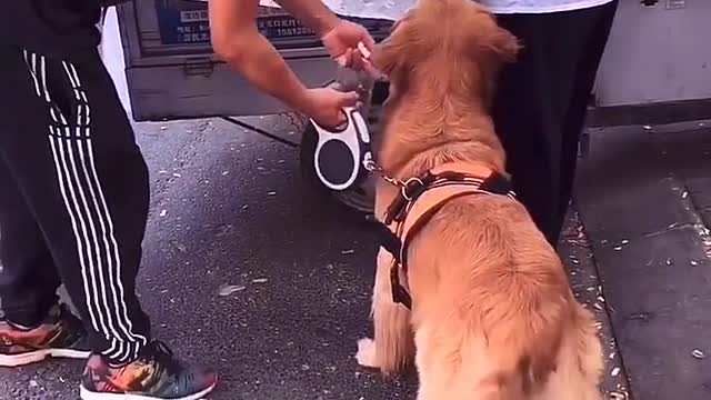 The golden retriever was frightened by passers-by holding his father and not letting go