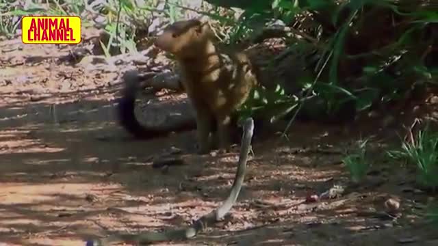 Mongoose vs Cobra Snake Epic Battle | Honey Badger vs Rock Python and other Animals video