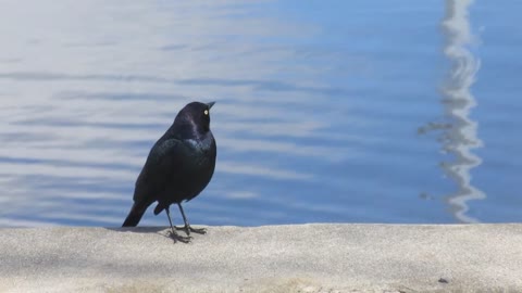 Black Bird,Black Bird video,Animal,Animal video