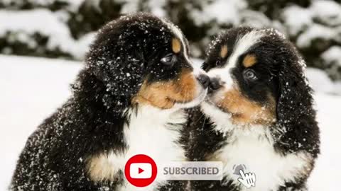 Cute and funny dogs