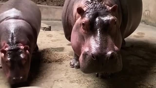 Hippo mother taking her baby for a walk