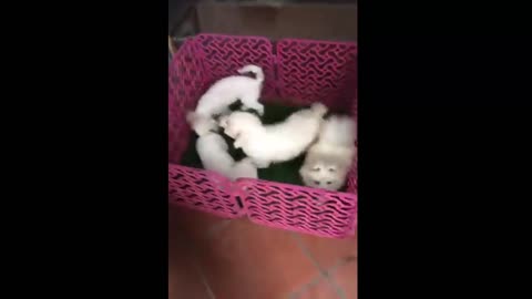 Four cute puppies are having fun