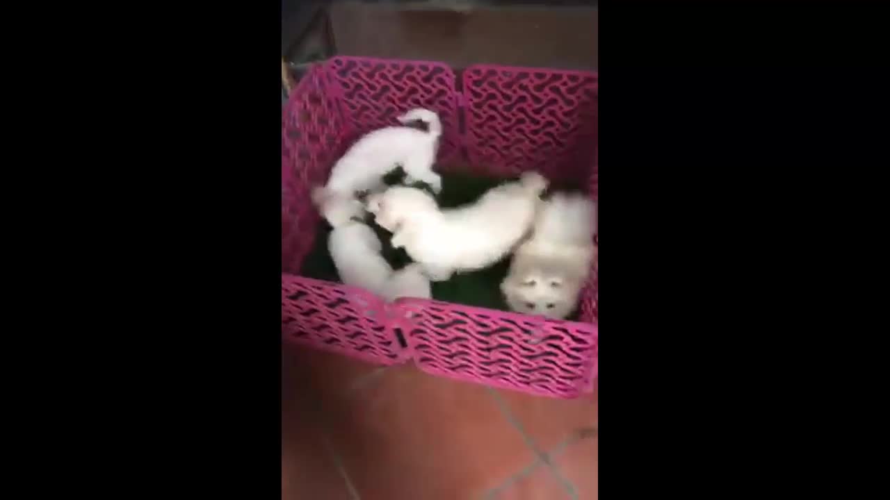 Four cute puppies are having fun