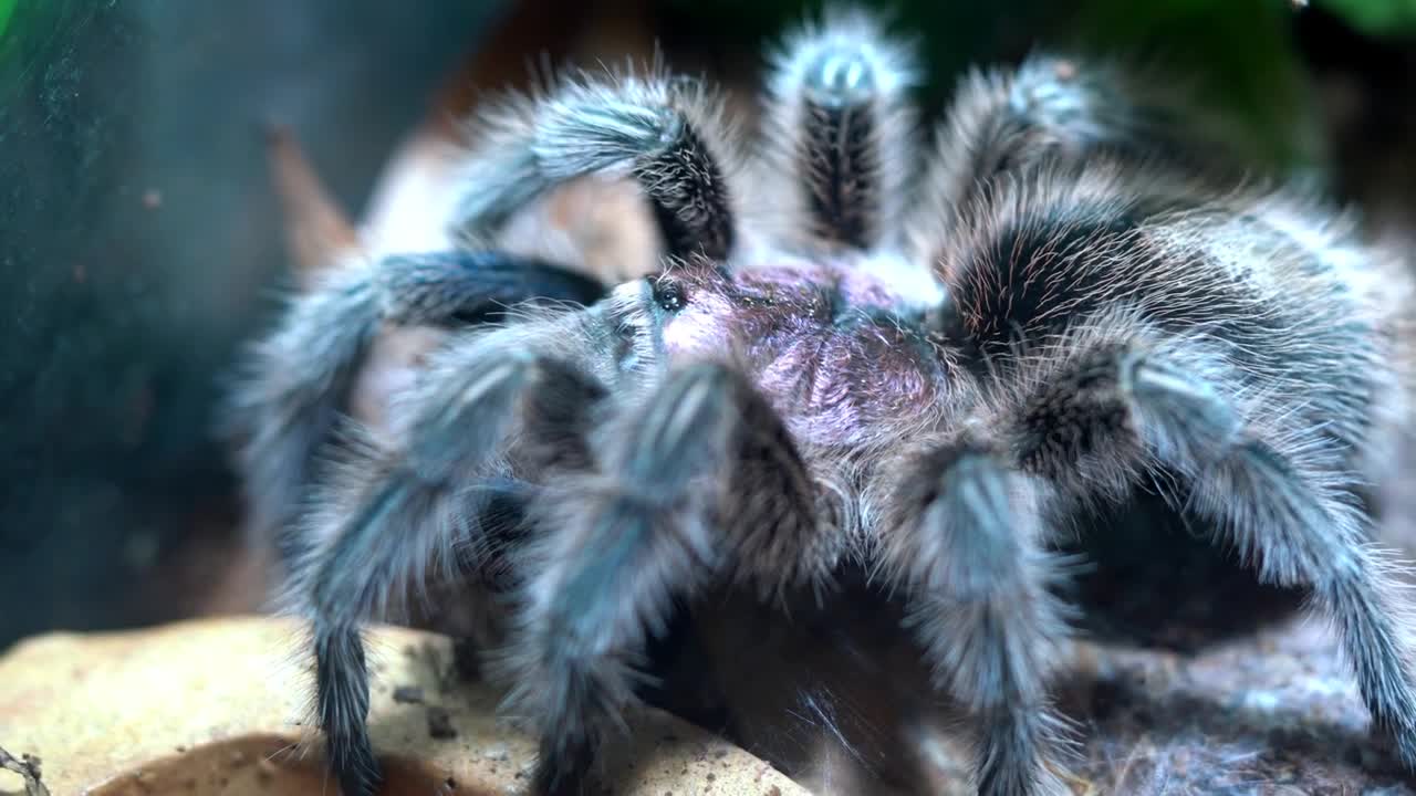 Brazilian Pink Bloom Tarantula (female)