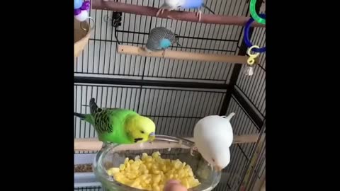 Cute parrots eating video|2022