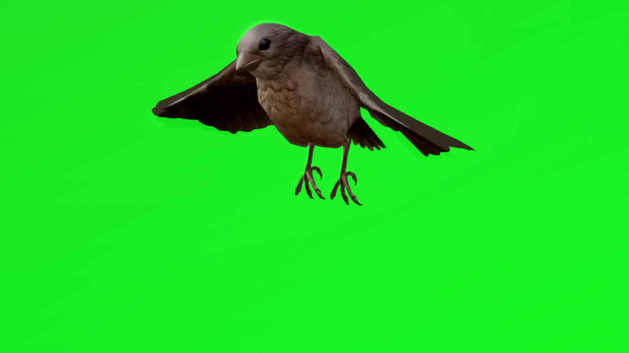 bird green screen