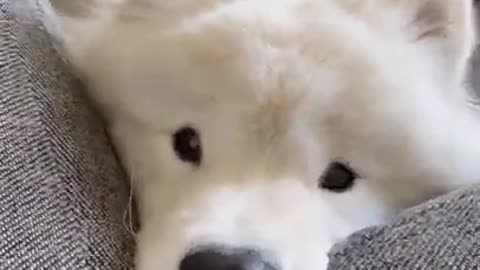 cute dogggg