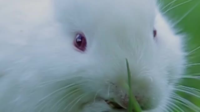 Rabbit video