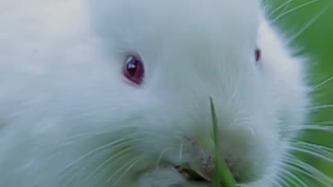 Rabbit video