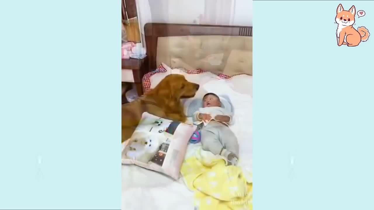 A wise dog looks after a small child |#short