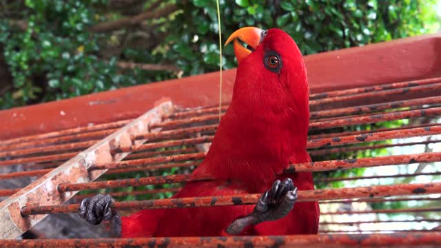 Very beautiful parrot Very beautiful parrot Very beautiful parrot