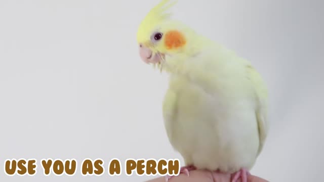 [BIRD] Amazing! 15 things That Cockatiels Do