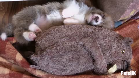 Puppy sleeping with his cuddly toy