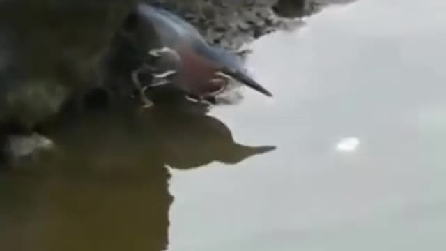 the way a bird fishing fish