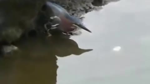 the way a bird fishing fish