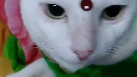 Cute cat funny animal video