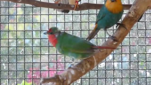 Red Faced Parrot Finch